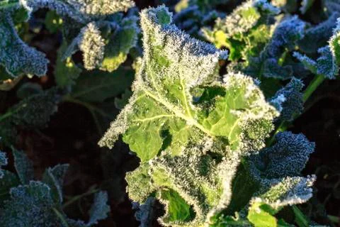 The field of winter rape Stock Photos