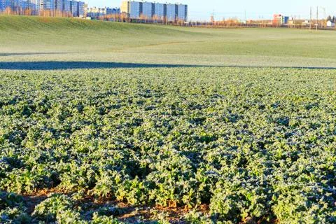 The field of winter rape Stock Photos