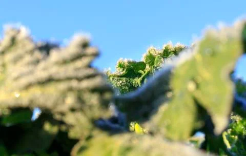 The field of winter rape Stock Photos