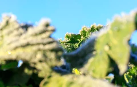 The field of winter rape Stock Photos