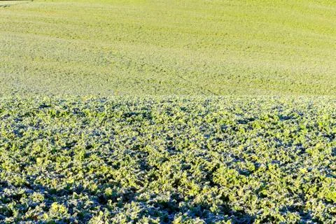 The field of winter rape Foto stock