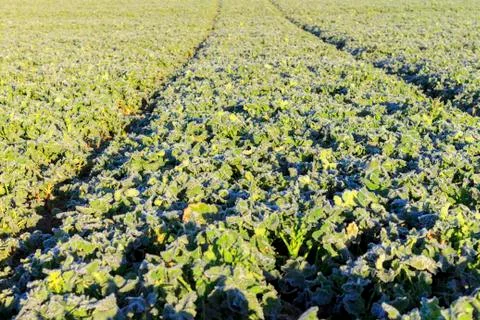 The field of winter rape Stock Photos