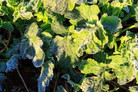 The field of winter rape Stock Photos