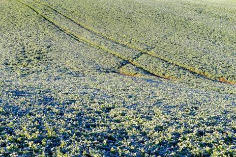 The field of winter rape Stock Photos