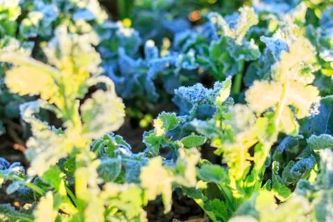 The field of winter rape Stock Photos