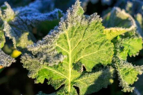 The field of winter rape Stock Photos