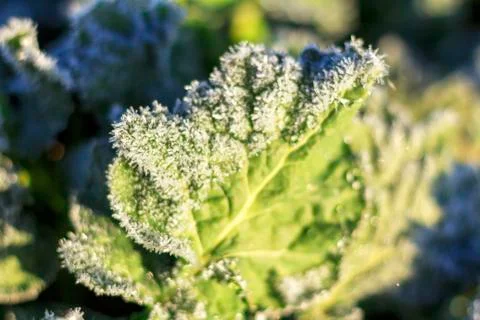 The field of winter rape Stock Photos