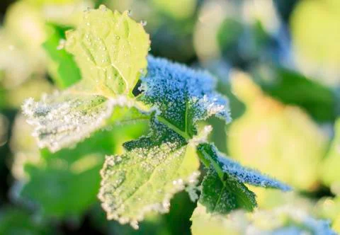 The field of winter rape Stock Photos