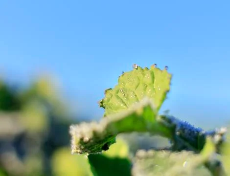 The field of winter rape Stock Photos