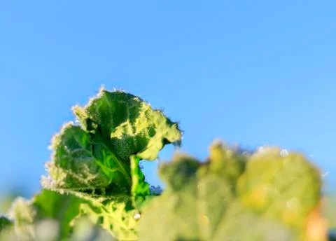 The field of winter rape Stock Photos