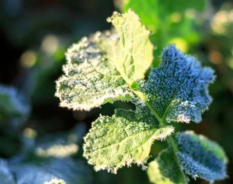 The field of winter rape Stock Photos