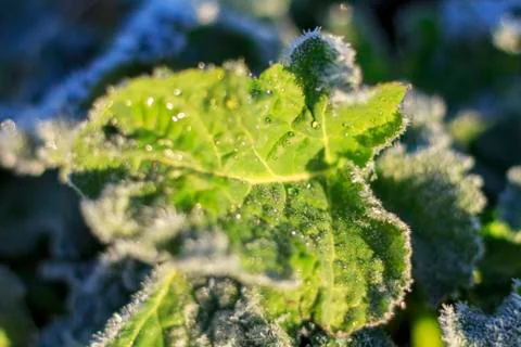 The field of winter rape Stock Photos