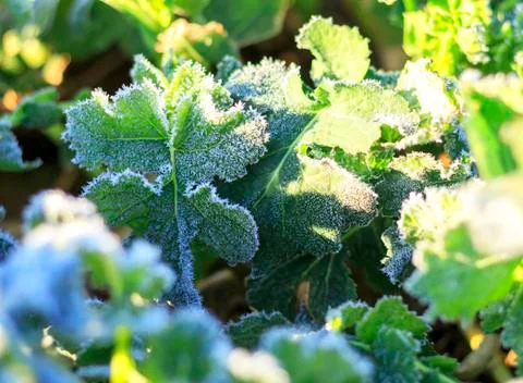 The field of winter rape Stock Photos