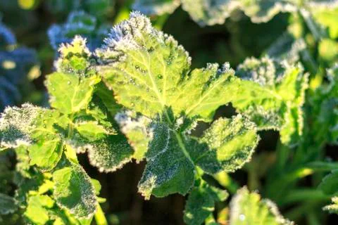 The field of winter rape Stock Photos