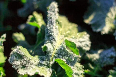 The field of winter rape Stock Photos