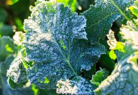 The field of winter rape Stock Photos