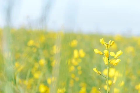 The field of winter rape Stock Photos