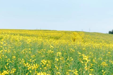 The field of winter rape Stock Photos