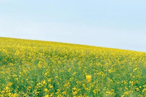 The field of winter rape Stock Photos