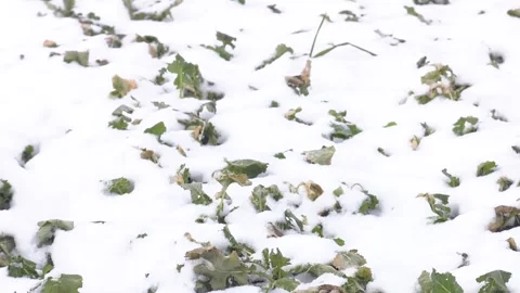 Field of winter rape, which is well wintered under snow Video stock 237213515