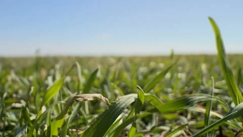Field of winter rye and wheat swaying in the wind. Blurred the background. Vidéo 130270647