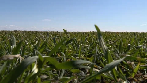 Field of winter rye and wheat swaying in the wind. Blurred the background. Stock-Footage 130270666