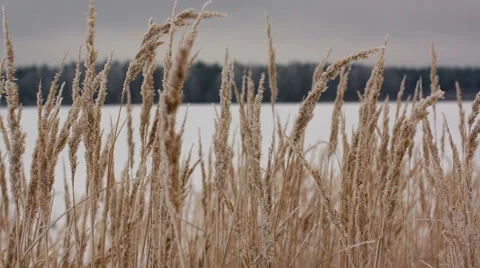 Field of winter wheat Stock Footage 45977954
