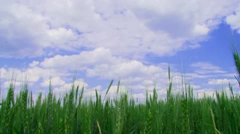 Field of winter wheat Stock Footage 51675665