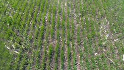 Field Of Winter Wheat Video stock 107192972
