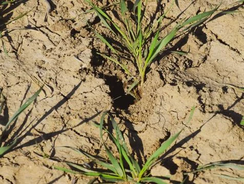 The field of winter wheat, making root dressing seedlings Stock Photos
