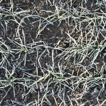 Field of winter wheat Foto stock