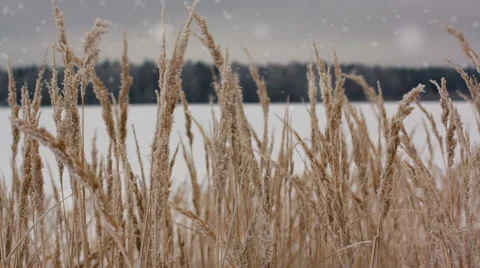 Field of winter wheat with snowflakes Видео 45978251