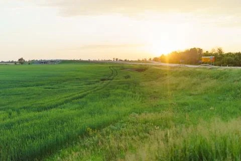 Field of winter wheat at sunset Stock Photos