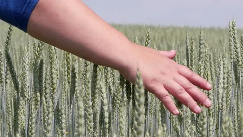 Field. Woman's hand stroking the ears of grain crops. Stock Footage 134478117