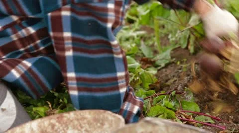 Field Work: Beet Harvest 库存影片 22277738