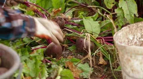 Field Work: Beetroot Harvesting Stock-Footage 22277762