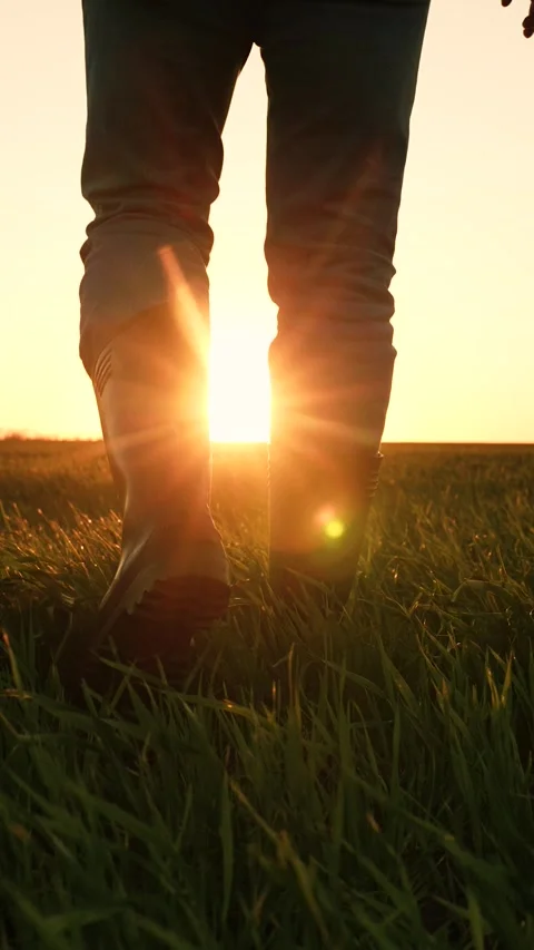 Field work boots, sunset farm walking, wheat production business, rural farm Stock Footage 300534146