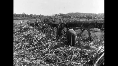 Field Work, Processing And Transportation Of Cane To The Crushing Mill Stock Footage 100487460