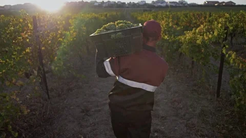 Field worker carries a full crate of white grapes through rows of grape terroirs Stock Footage 270062331