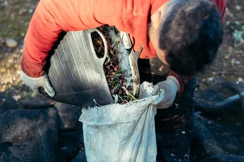 Field worker emptying basket of olives Stock Photos