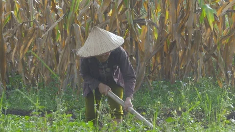 Field worker Stock Footage 128698934