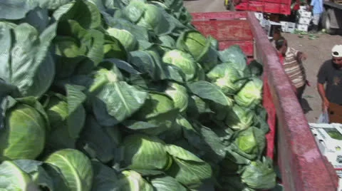 Field workers harvest cabbage 3 Stock Footage 23808632