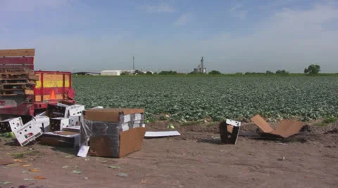 Field workers harvest cabbage 4 Stock Footage 23807458