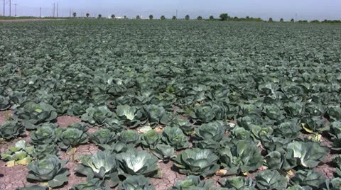 Field workers harvest cabbage Stock Footage 23806561