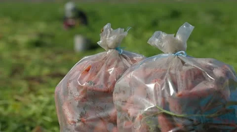Field Workers Harvest Carrots Stock Footage 22304411