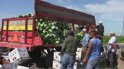 Field workers pack cabbage 6 Stock Footage 23810762