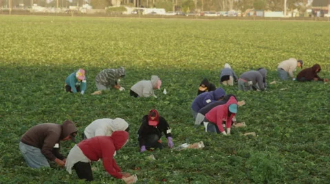 Field Workers Picking Strawberries Stock Footage 52080080