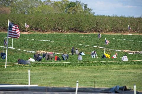 Field workers in strawberry field Stock Photos
