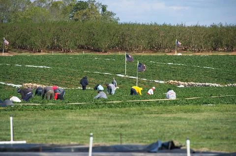 Field workers in strawberry field Stock Photos