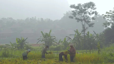 Field workers in Vietnam Stock Footage 128697717